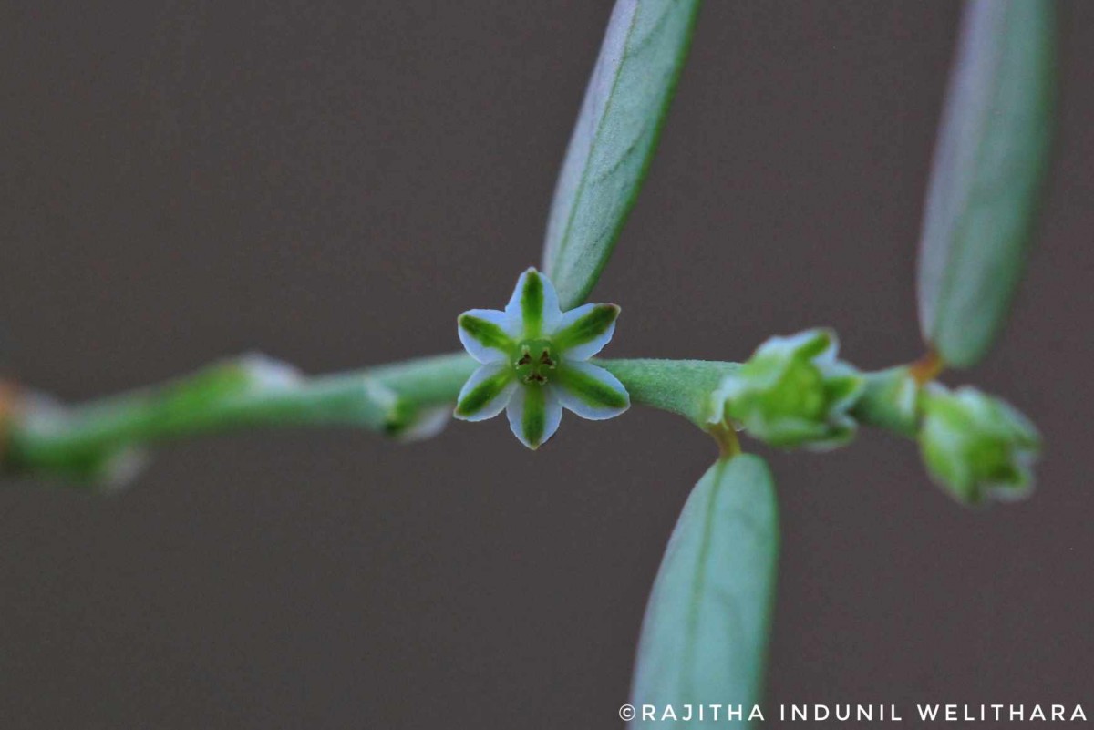 Phyllanthus debilis J.G.Klein ex Willd.